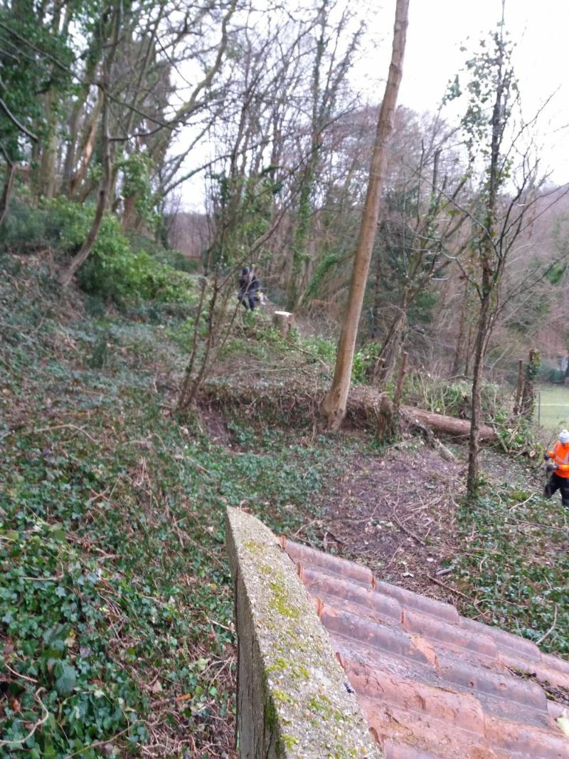 Abattage d'un harbre environ 20m à caudebec en caux après 