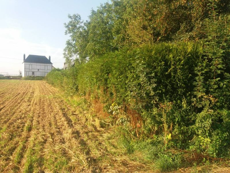 Taille de haies à touffreville la corbeline 