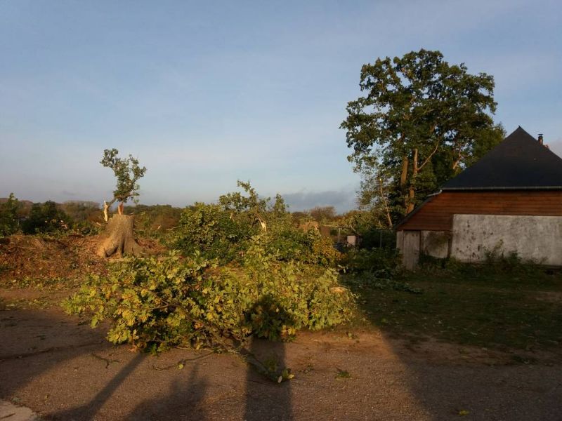 Abattage de plusieurs chênes a FREVILLE après 