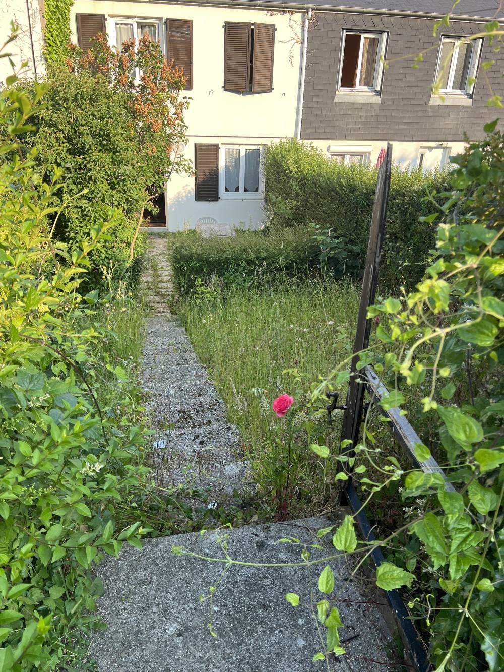 Taille de haie plus débroussailler avant 